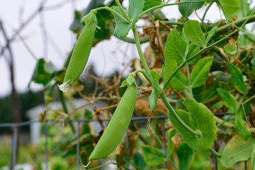 Vibrant green sweet pea pods growing on a vine on a farm. The raw organic string beans are hanging...