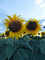 sunflowers in the field