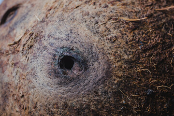 Image of the surface of an old coconut shell