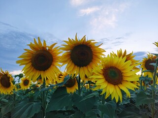 sunflowers in the field
