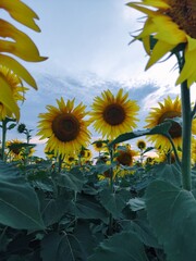 sunflower field in the summer