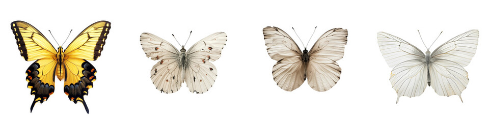 Collection of Swallowtail Butterflies Isolated on Transparent Background