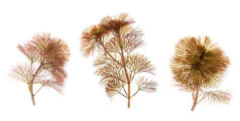 Obraz premium Red algae branch red leaves isolated on white background.