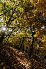 Fototapeta premium 紅葉の森