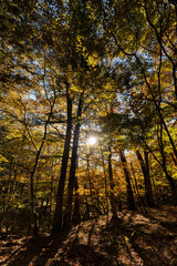 Fototapeta premium 紅葉の森