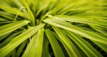  Vibrant green leaves in close-up, perfect for nature-themed designs