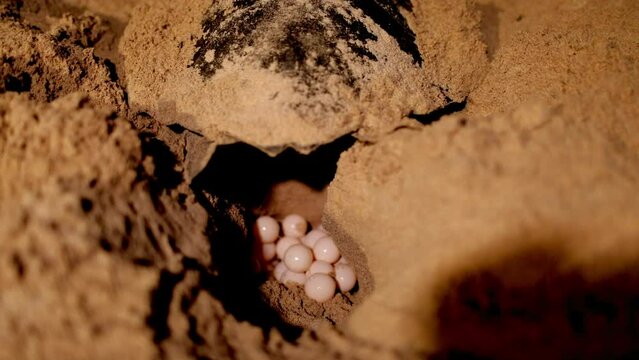Sea turtles hatch their eggs on the beach at night