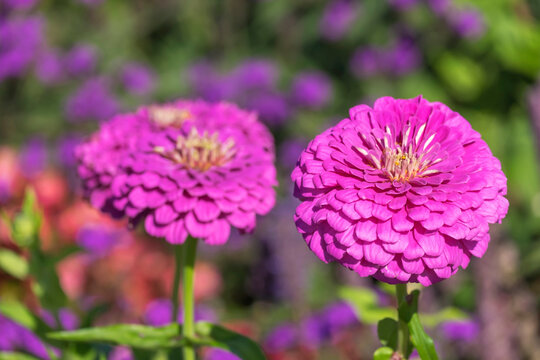 Zinnie (Zinnia)