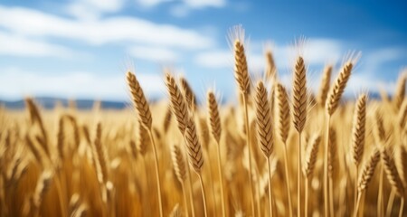 Fototapeta premium Bountiful Harvest - Golden Fields Under Blue Sky