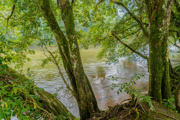 Paradise and natural landscape in the jungle with trees and rivers