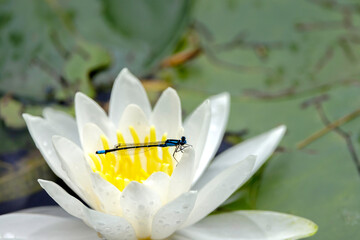 Skimming Bluet, Enallagma geminatum on water lily