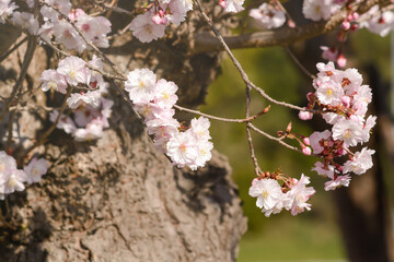 Several sakura flowers on a background of tree bark
