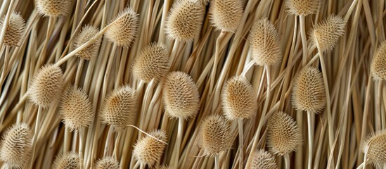 This close up view showcases the intricate texture of a straw wall, with Dipsacus fullonum teasel stems visible in detail. The natural fibers are densely packed, creating a sturdy and earthy surface. - obrazy, fototapety, plakaty