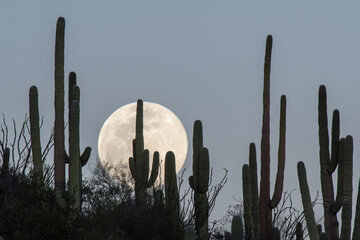 Full moon rising above Saguaro cacti (Carnegiea gigantea)