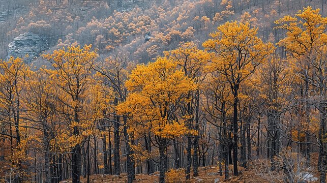 Abstract background of trees with golden leaves 