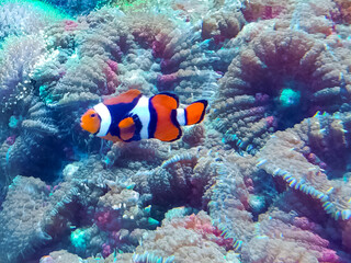 A colorful image of a beautiful clown fish swimming in front of pretty corals.