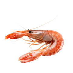 Shrimp isolated on transparent background