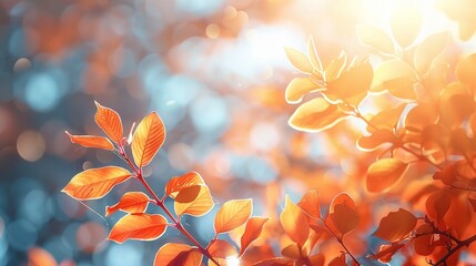 Autumn leaves on the sun. Fall blurred background