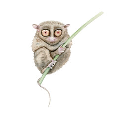 Tarsier. Watercolor illustration element on transparent background. Hand drawn painting of native Philippines endangered nocturnal animal from Bohol Island. Tiny lemur-like primate with big eyes
