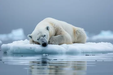 Fototapeten Beautiful polar bears resting or resting on ice. © MNFTs