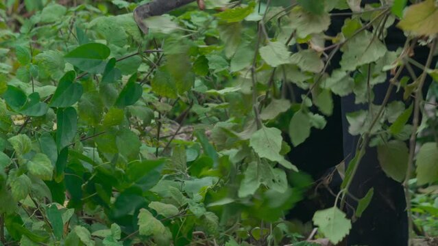 Farmers in Indonesia harvest patchouli leaves as the main ingredient for producing patchouli oil