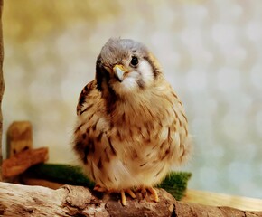 cute bird