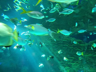 Fototapeta na wymiar A lot of fish in aquarium