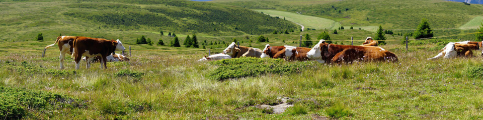 Panorama of cows grazing and resting on an alm pasture
