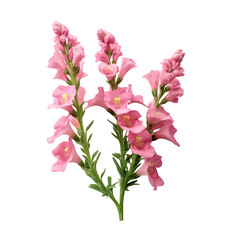 Snapdragon isolated on transparent background