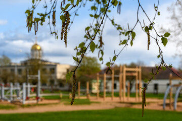 Spring birch catkins on thin hanging branches with tender leaves. On a blurred background, an urban...