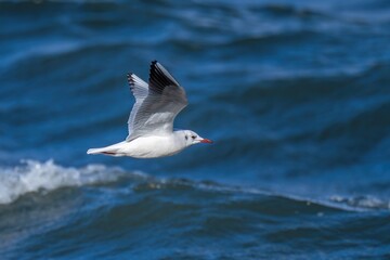 荒れた水面をバックに飛ぶユリカモメの飛翔シーン