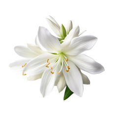 Fototapeta na wymiar Snowbell flower isolated on transparent background