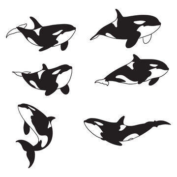 Isolated whale and killer whale on the white background. whale silhouettes. Vector EPS 10.	