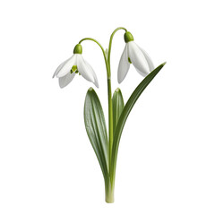 Snowdrop isolated on transparent background