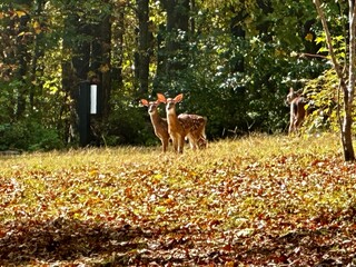 Fototapeta premium Deer on the hill
