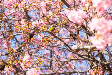 Flower birds
