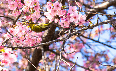 Flower birds