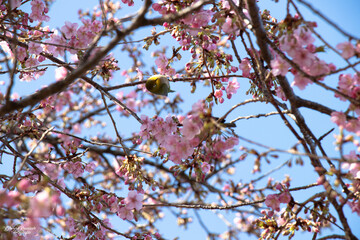 Flower birds