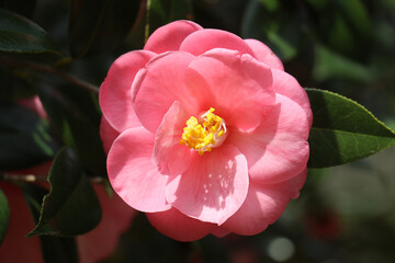 ツバキ・カメリア・椿の花