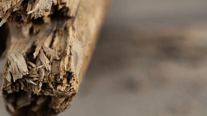 schlicht Hintergrundbild natur wald beschaffenheit dezent isoliert abstrakt detail baum stamm rinde...