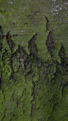 Hintergrundbild natur wald beschaffenheit dezent isoliert abstrakt detail baum stamm rinde holz	