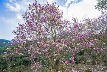 Beautiful magnolia tree blossoms in the garden.  