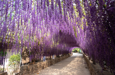 Beautiful flowers tunnel made by artificial Wisteria flowers.