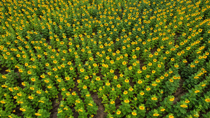 Rellena el encuadre con girasoles toma aerea con dron cenital