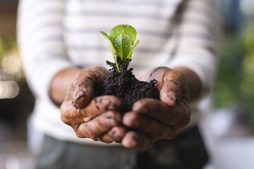 Hands cradle a young plant sprouting from soil, symbolizing growth and care