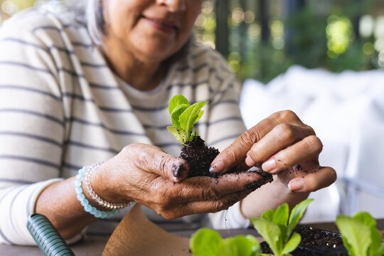 Senior biracial woman with silver hair is potting a plant