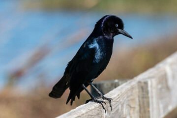 A male boat tailed grackle, quiscalus mexicanus, perched on a wooden fence with water and marsh in...