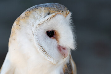 A portrait shot of a wild Western Barn Owl perched on a log. The raptor has a white head and body with brown and tan trim. The face is shaped like a heart with dark eyes, a pink beak and soft feathers