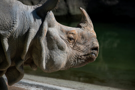 A Greater One-Horned rhino or Indian Rhinoceros lying in dirty mud. The large zoo mammal has a black horn, thick grey skin with folds, and a rough texture. The ears are scantily haired and wrinkled