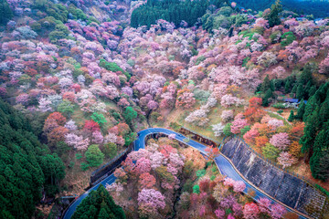 日本が誇る世界遺産「吉野山」の千本桜を空撮
